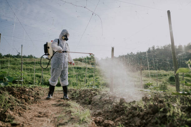 Best Affordable Pest Control Services  in South Valley, NM