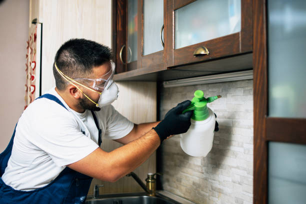 Best Local Pest Control Services  in South Valley, NM