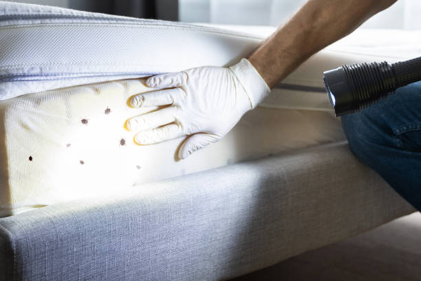 Best Commercial Pest Control Services  in South Valley, NM