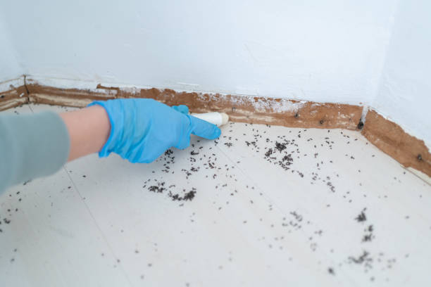 Best Flea Control Services  in South Valley, NM